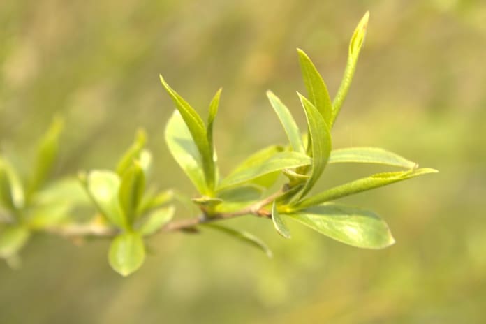 ORAI: Sekmadienio dieną aukščiausia temperatūra 17–22 laipsniai šilumos