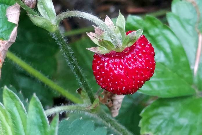 ORAI ketvirtadieniui. Aukščiausia temperatūra 19–24 laipsnių šilumos